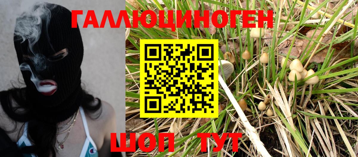 наркота  Галлюциногенные грибы Psilocybe  Вход с VPN  Дагестанские Огни 